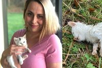 Našla kotě u cesty, vypadalo jako mrtvé: Ožilo a má nový domov