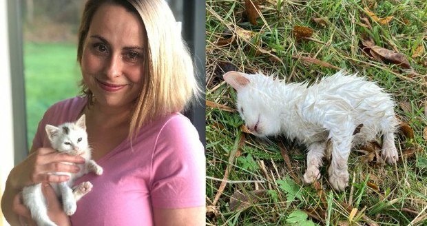 Koťátko u cesty vypadalo, že je už mrtvé, když se ho Valentýna Macková z Petřkovic u Starého Jičína dotkla, slabě zamňoukalo.