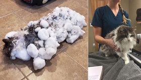Kočku našli zmrzlou venku její majitelé, naštěstí se ji podařilo zachránit