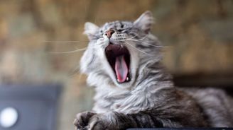 Proč vlastně zíváme? Kvůli únavě to často není, „nakazit“ se můžete kdykoli Proč vlastně zíváme? Kvůli únavě to často není, „nakazit“ se můžete kdykoli