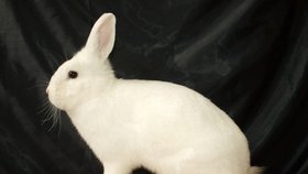Klasicky veliký králík bílý