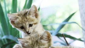 Zoo Brno: Koťata pouštní kočky už mají jména