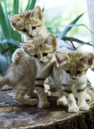 Tři mláďata vzácné kočky pouštní z brněnské zoo dostala jména Ady, Asgard a Ashley