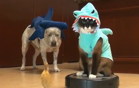 VIDEO: To musíte vidět! Kočka v žraločím kostýmu vysává kuchyň