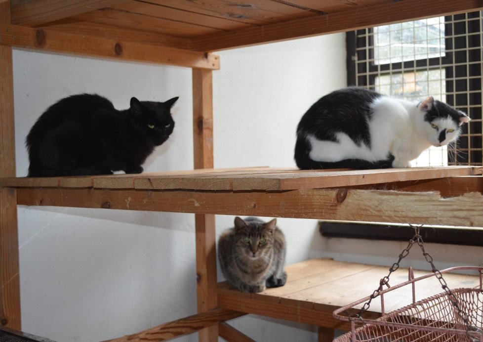 Kočky se v domě drží většinou jen v malých skupinách. Každá má svoje oblíbené místo.