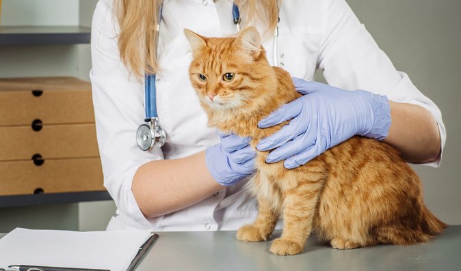 Veterinární ordinace přijede k vám domů