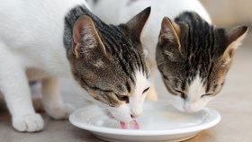Jak správně krmit kočku? Veterinář radí, na co dát velký pozor!