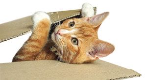 Kočka na Hedvábné stezce: Nečekaný objev jednoho mazlíčka