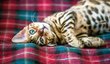 BENGÁLSKÁ KOČKA. Bengálská kočka je "domácí tygr" v pravém smyslu slova: Její chovatelé oceňují její divokou krev, která ovšem není příliš vhodná pro ty, kteří mají rádi doma klid