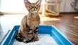 DEVON REX. Aktivní, zvídavé a společenské plemeno, které bude svého majitele doprovázet na každém kroku. Devon rex je ideální společník pro aktivní majitele, rozhodně to není žádný pecivál