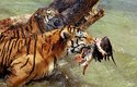 Za úplně nejlepšího kočičího plavce lze považovat tygra
