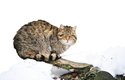 Divoká kočka evropská má širší hlavu a kratší huňatější ocas než její africká sestřenice