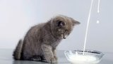 Máte doma kočku? 10 rad, jak ji správně krmit!