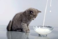 Máte doma kočku? 10 rad, jak ji správně krmit!