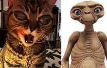 Blízká setkání třetího druhu: Je to kočka, nebo mimozemšťan?