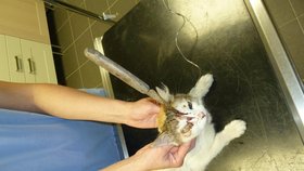 Kočka Victorka měla poškozené oko a otok jí tlačil na oční nerv