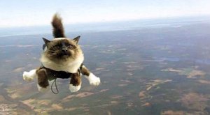 Úlet! Kočky skáčou s padákem
