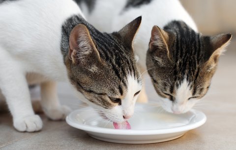 Jak správně krmit kočku? Veterinář radí, na co dát velký pozor!