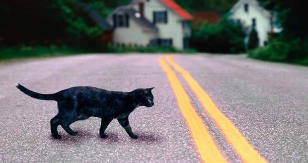 Černá kočka přes cestu vyděsí třetinu Čechů.