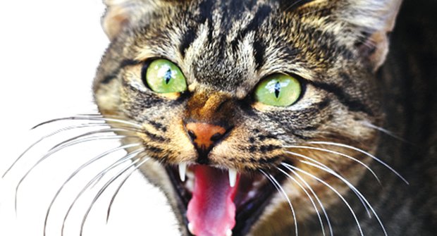 Nebezpeční mazlíčkové: Jak přišly kočky do Austrálie