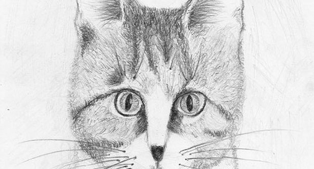 Kočičí kresba