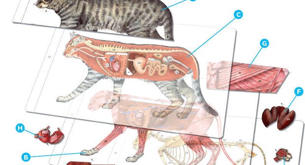 Anatomie kočky