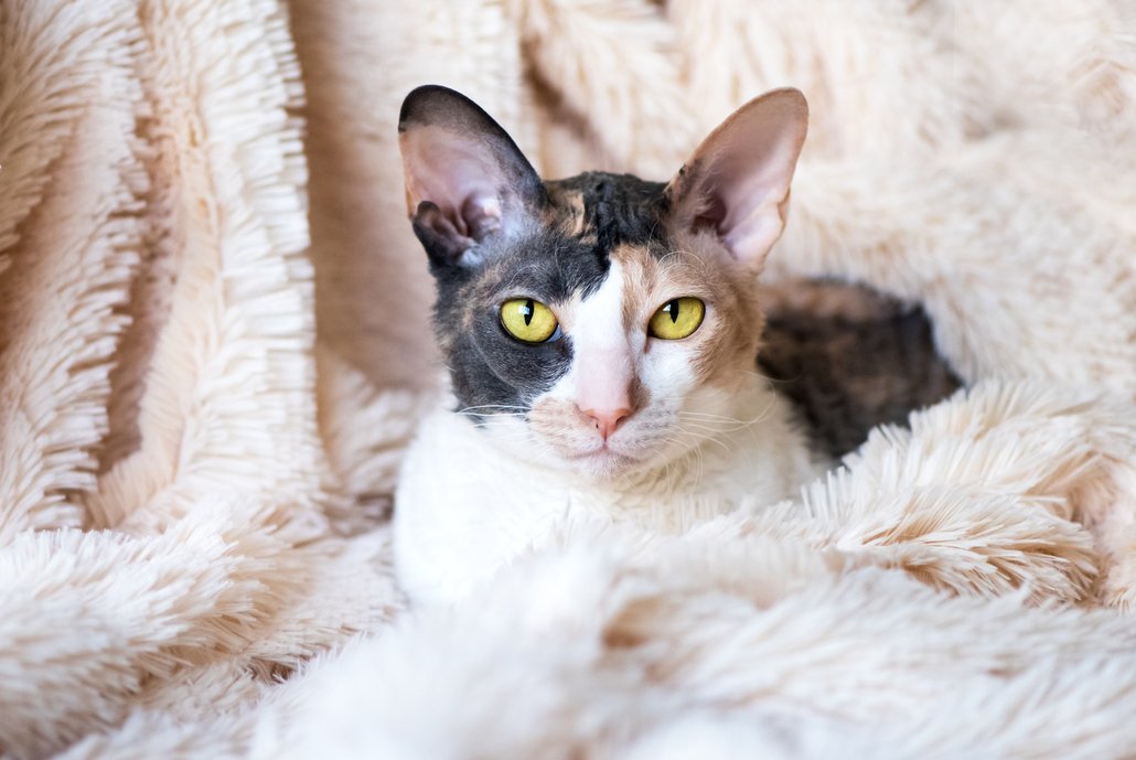 CORNISH REX. Povahově je cornish rex srovnávána se psy, protože je podobně komunikativní, věrná, chytrá a chce být člověku stále nablízku. Dá se také vycvičit, dokáže aportovat hozené hračky nebo na povel skočí do náruče