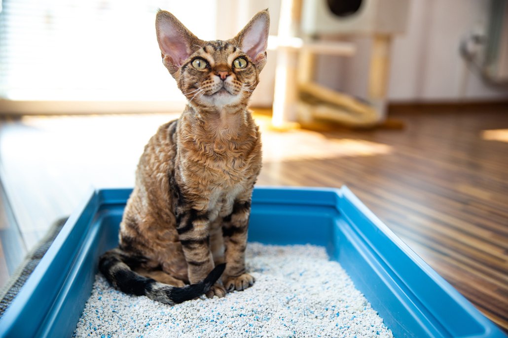 DEVON REX. Aktivní, zvídavé a společenské plemeno, které bude svého majitele doprovázet na každém kroku. Devon rex je ideální společník pro aktivní majitele, rozhodně to není žádný pecivál