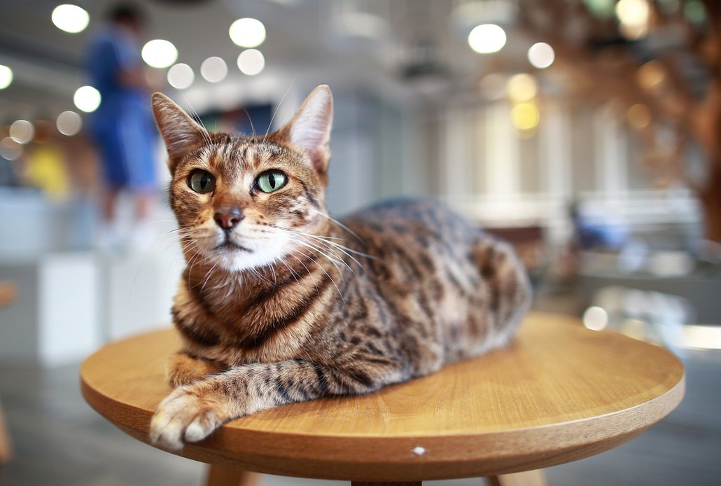 OCICAT. Je to bystrá a hravá kočka s velmi citlivou povahou. Je společenská a ráda svého pána pozoruje. Se psy vychází výborně, často se připojuje ke psím hrám i k aportování. Samotu snáší hůře, proto je dobré ji chovat v domácnosti, kde je někdo po celý den, alespoň pes nebo jiná kočka