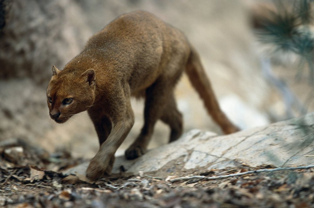 Jihoamerický jaguarundi si vysloužil přezdívku „vydří kočka“