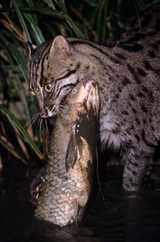 Před kočkou rybářkou nemají ryby prakticky žádnou šanci