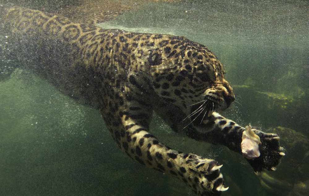 Jaguár je tak skvělý plavec, že loví plazy v jejich vlastním prostředí