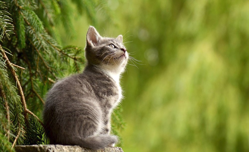 Kočky domácí, které se vzdají lidské péče, znovu zdivočí