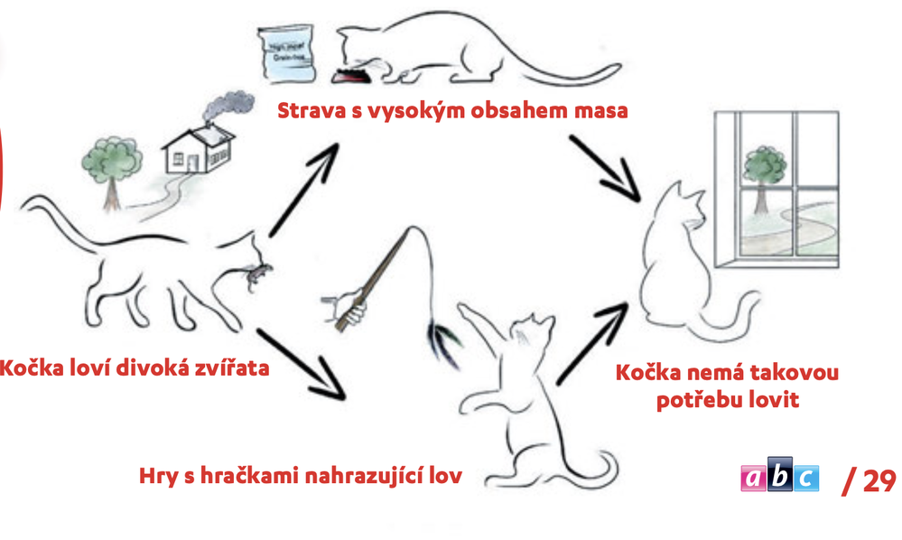 Jak ochránit ptáky před kočkou