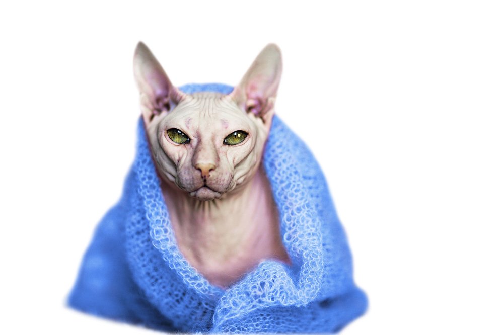 Pro alergické milovníky koček existují i bezsrstá plemena, jako je tato sphynx