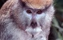 České jméno kočkodan není zrovna přesné, skrývá se pod ním celá řada odlišných zástupců primátů