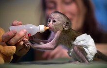 Opičí miminko: Dám si mlíčko, maminko...