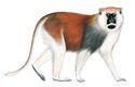 V angličtině dostal kočkodan Erythrocebus poliophaeus jméno po německém přírodovědci Heuglinův. Stejné možná dostane i v češtině