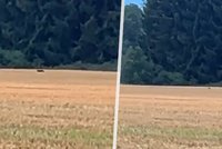 Šelma na Táborsku? Policie varuje před nebezpečným zvířetem