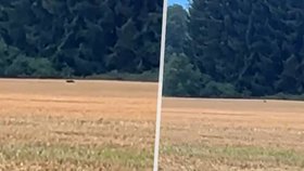 Policie varuje před možný výskytem velké kočkovité šelmy na Táborsku