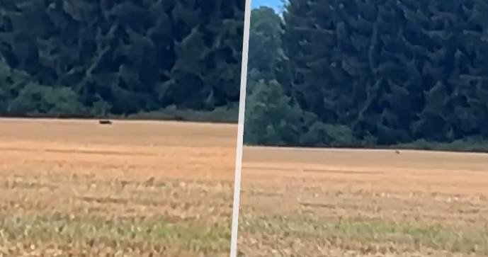 Policie varuje před možný výskytem velké kočkovité šelmy na Táborsku