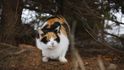 Kočka divoká činí v Austrálii problémy tamním endemitům.