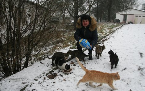Dvě desítky koček přežívají zimu i díky invalidní důchodkyni Janě Pokorné, která je dojíždí z centra Brna krmit. 