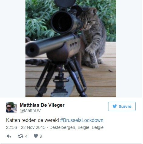 Belgičané během protiteroristického zásahu v Bruselu zaplavili internetovou komunikační síť Twitter fotografiemi a krátkými videi koček.