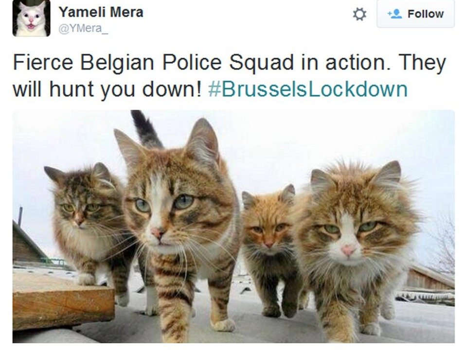 Belgičané během protiteroristického zásahu v Bruselu zaplavili internetovou komunikační síť Twitter fotografiemi a krátkými videi koček.