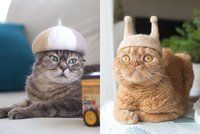 Neuvěříte: Tyhle skotské kočky mají čepice z vlastních chlupů!
