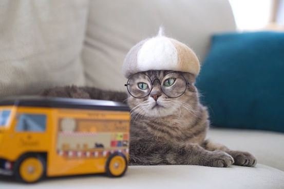 Tyhle kočky mají vlastní kolekci čepic.