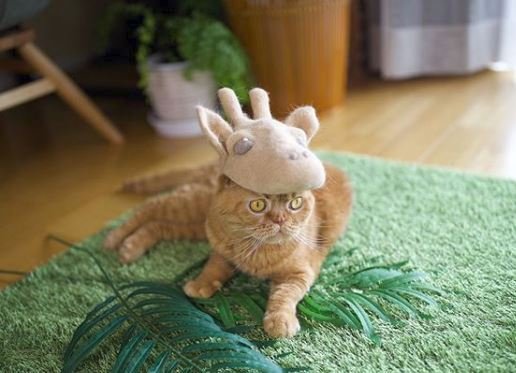 Tyhle kočky mají vlastní kolekci čepic.