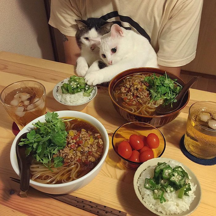 Tenhle rozkošný kočičí pár nechybí u žádného jídla svých milujících majitelů