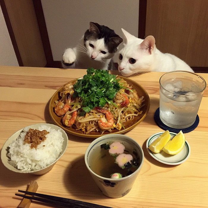 Tenhle rozkošný kočičí pár nechybí u žádného jídla svých milujících majitelů